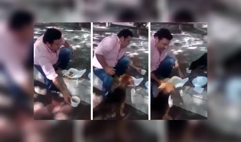 Desliza las imágenes hacia la izquierda para conocer las fechorías que cometieron dos perros callejeros. Foto: Captura.