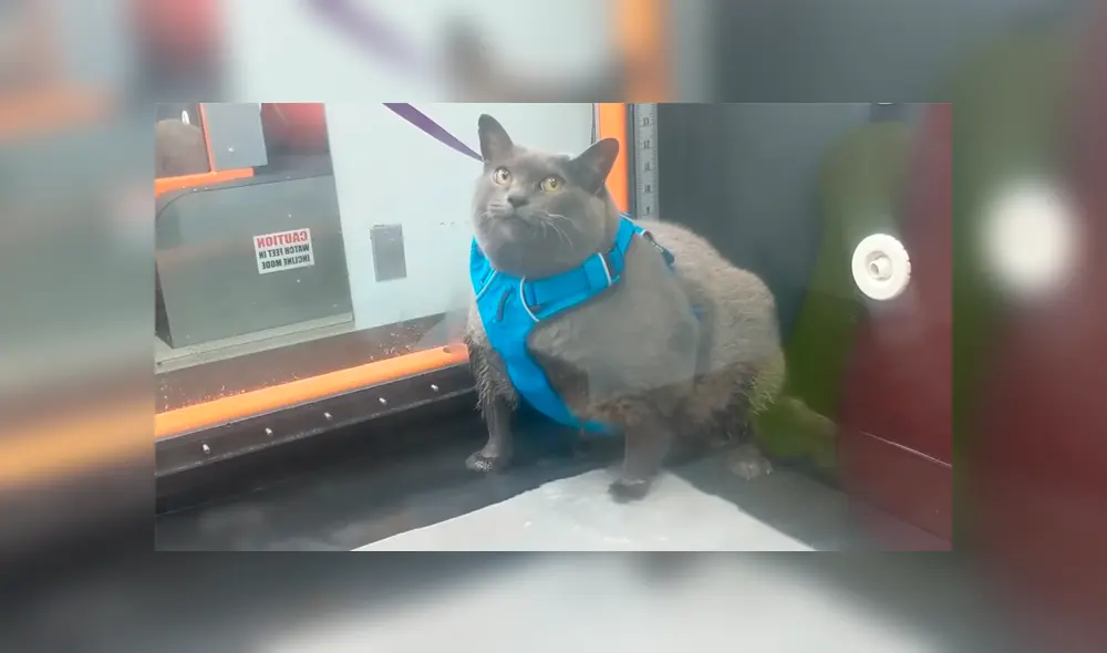 Video es viral en Facebook. Veterinario de la gata grabó el preciso momento en que la felina simula hacer su rutina de ejercicios mientras lo mira fijamente