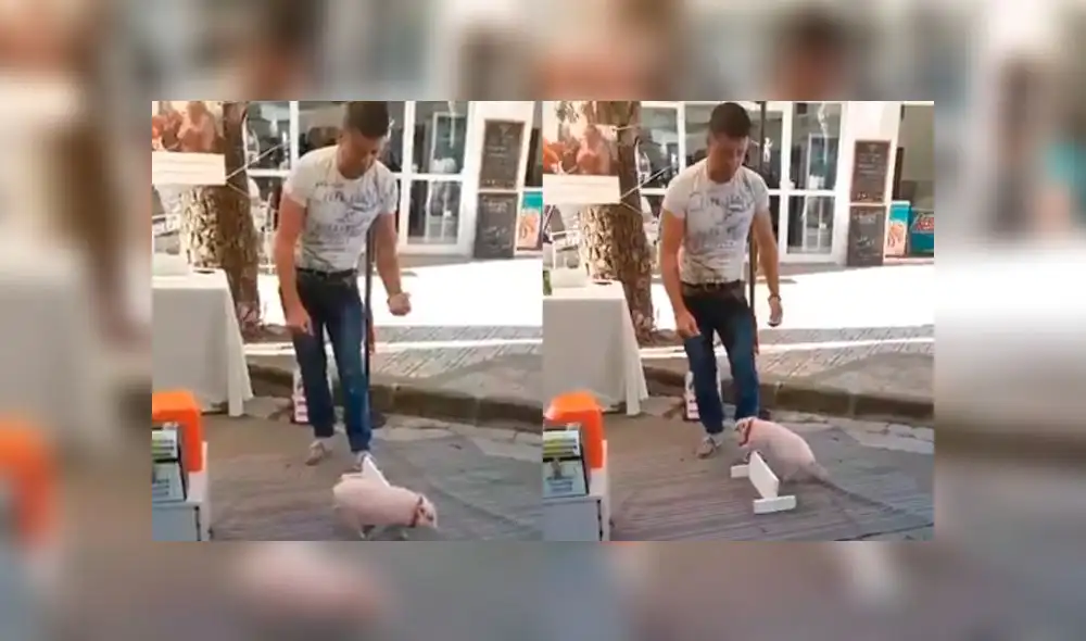 Adorable cerdo bebé realiza trucos en la calle Adorable cerdo bebé realiza trucos en la calle