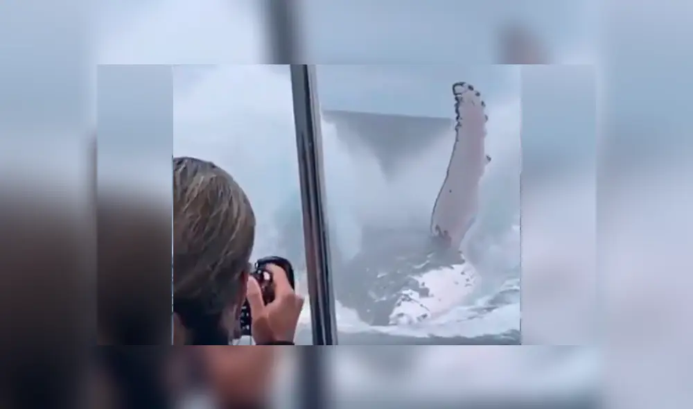 Desliza hacia la izquierda para ver el momento en que una ballena emerge del mar frente a los turistas, escena que es viral en YouTube. Desliza hacia la izquierda para ver el momento en que una ballena emerge del mar frente a los turistas, escena que es viral en YouTube.