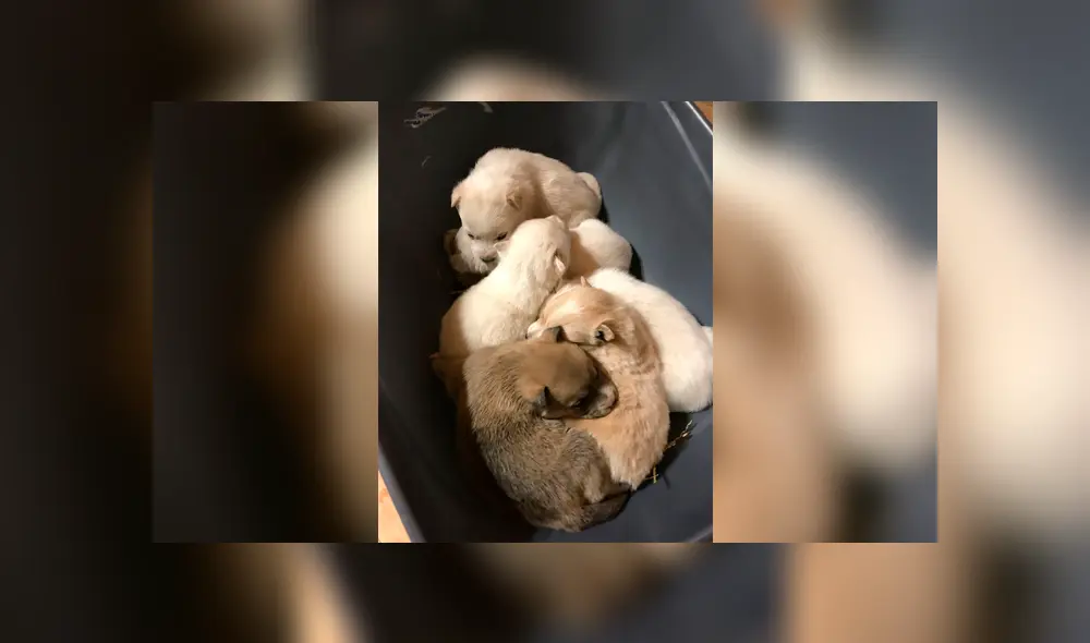 Desliza a la izquierda para saber más sobre este viral de Facebook. Foto: Captura.