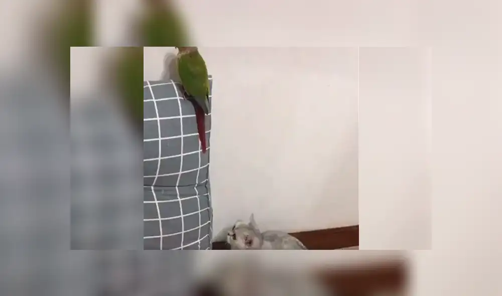 Desliza a la izquierda para conocer más sobre este nuevo viral de Facebook. Foto: Captura.