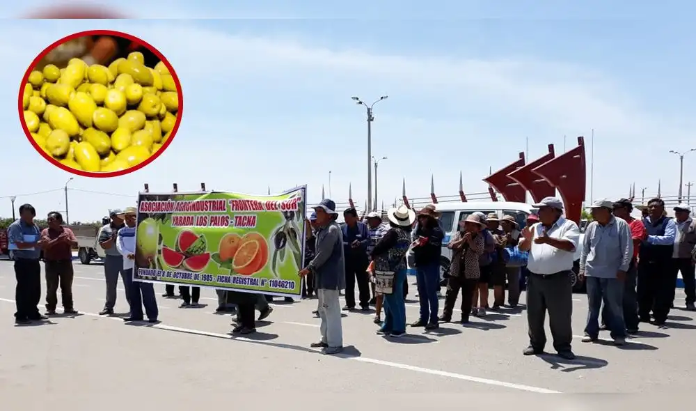 Tacna: productores de aceituna preocupados por precios insignificantes que compradores pagan