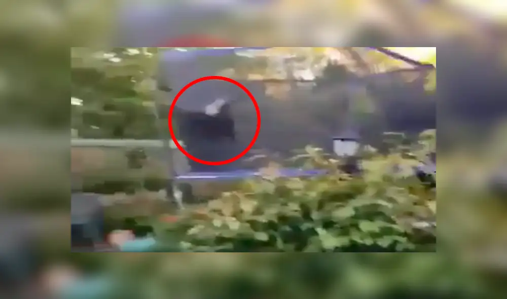 Facebook viral: Familia adopta a perro tímido, lo dejan solo en casa y realiza travesura [VIDEO]