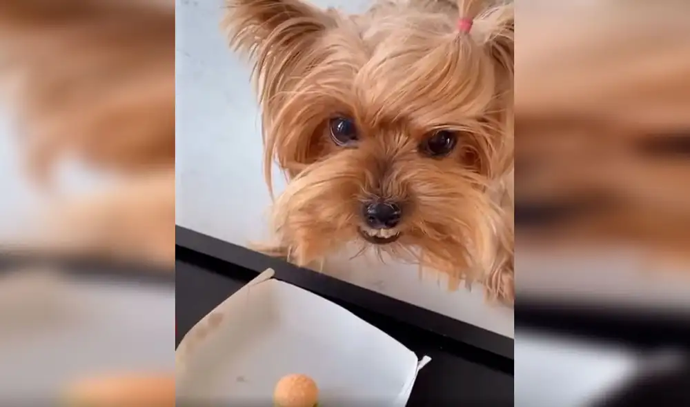 Desliza las imágenes para ver la curiosa broma que le hizo una joven a su perro cuando le dio comida. Foto: Captura de TikTok Desliza las imágenes para ver la curiosa broma que le hizo una joven a su perro cuando le dio comida. Foto: Captura de TikTok