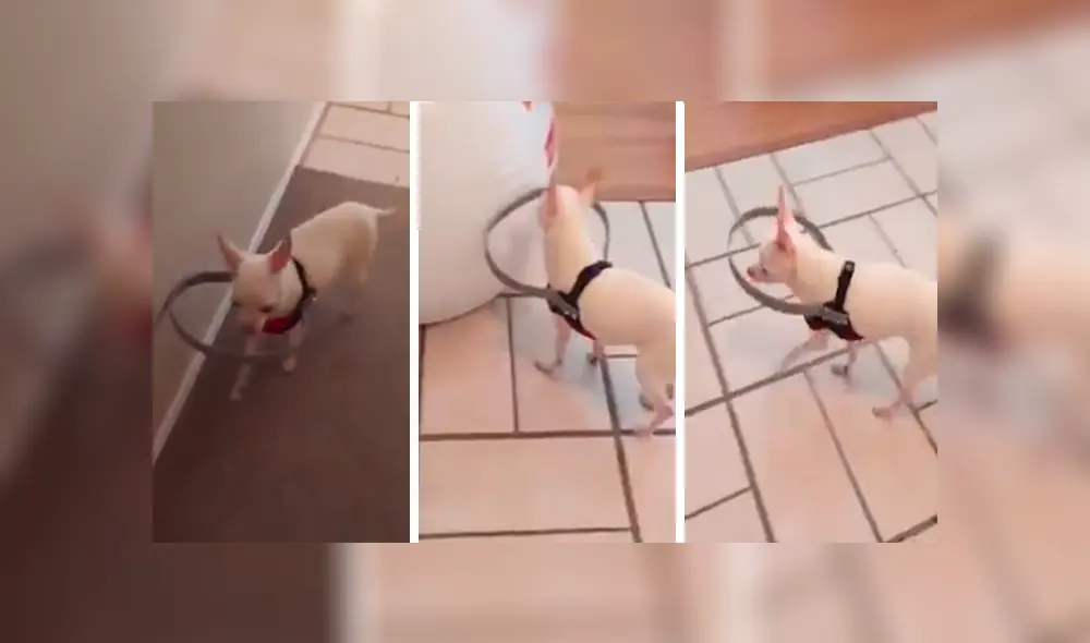 En YouTube, un joven adoraba a su perro y le confeccionó un collarín especial para que pueda caminar con normalidad. En YouTube, un joven adoraba a su perro y le confeccionó un collarín especial para que pueda caminar con normalidad.