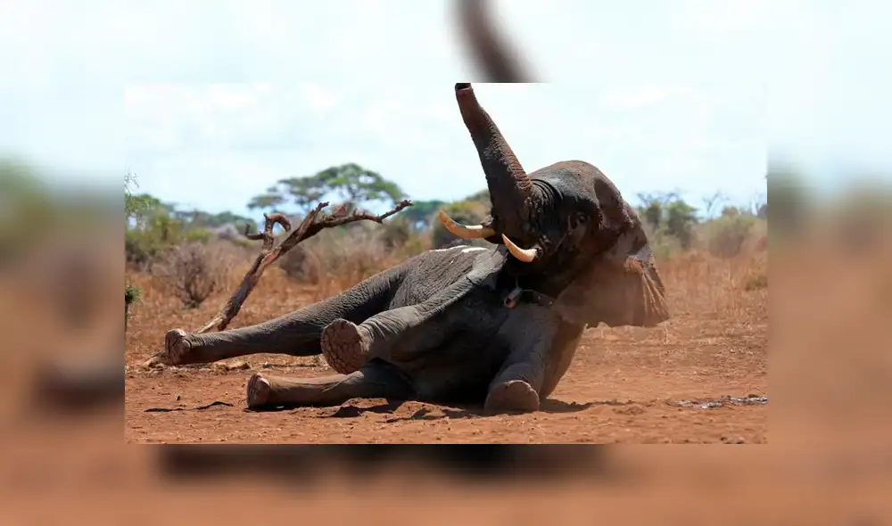 Cazadores matan por error a elefante utilizado en una investigación científica Cazadores matan por error a elefante utilizado en una investigación científica