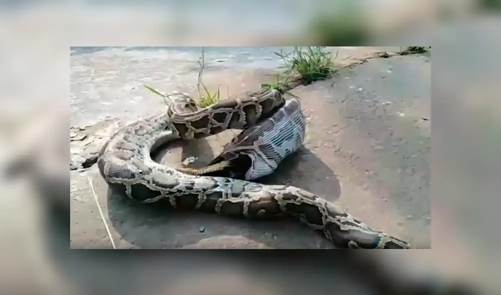 Se topa con serpiente pitón ‘deforme’, la asusta y esta regurgita un gallo entero [VIDEO]