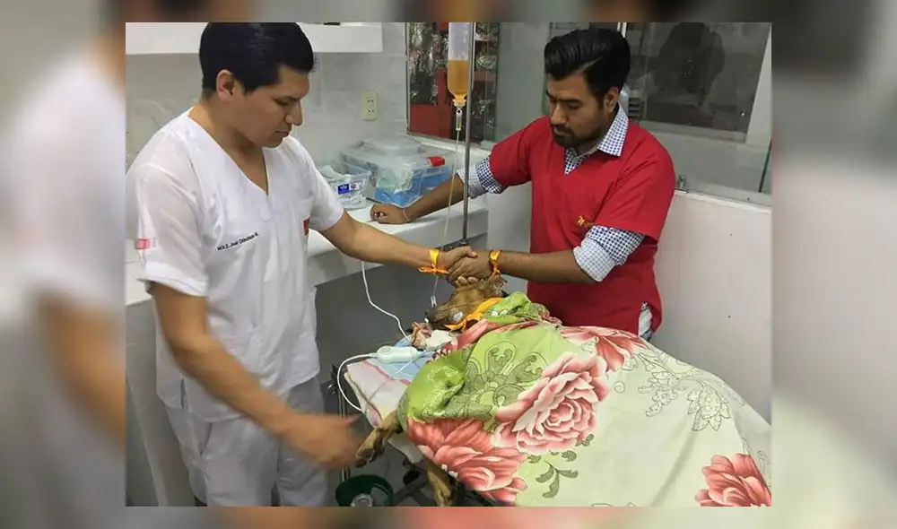 Murió "Ángel", perrito quemado con agua hervida