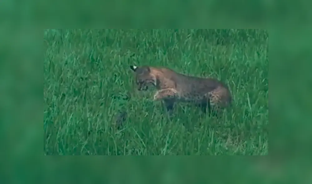 Desliza para ver la secuencia de la dura batalla entre estos dos animales. Foto: Conner DeMonte / TikTok / Viral Press