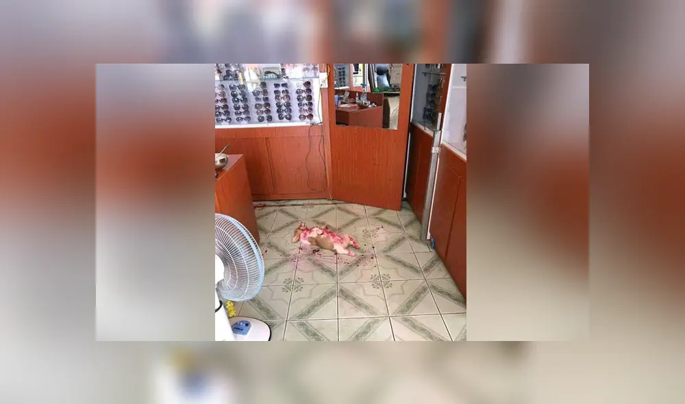 A través de Facebook se hizo viral la historia de esta mujer, quien creyó que su perro estaba herido. A través de Facebook se hizo viral la historia de esta mujer, quien creyó que su perro estaba herido.