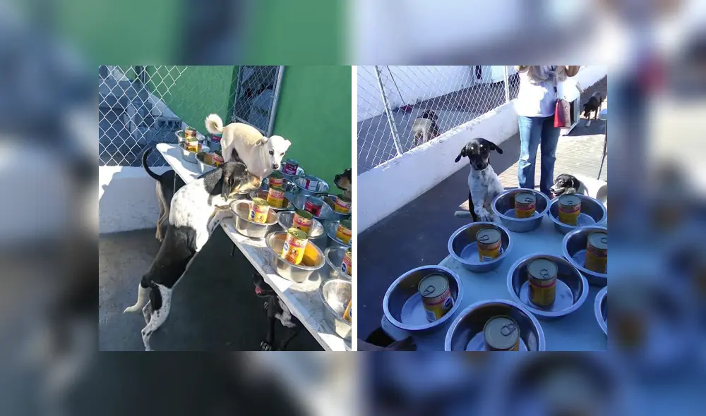 En Facebook, un grupo de voluntarios se organizaron para festejar Navidad junto a perros callejeros. En Facebook, un grupo de voluntarios se organizaron para festejar Navidad junto a perros callejeros.