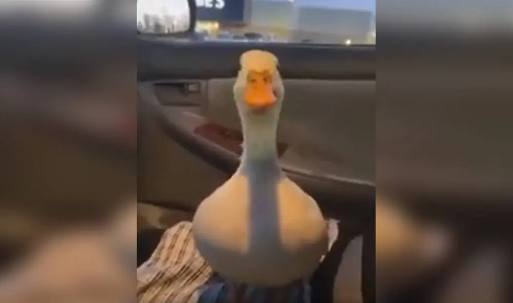 Desliza las imágenes para apreciar la reacción de un inquieto pato para ‘pedirle’ a su dueña un poco de agua. Foto: captura de TikTok Desliza las imágenes para apreciar la reacción de un inquieto pato para ‘pedirle’ a su dueña un poco de agua. Foto: captura de TikTok