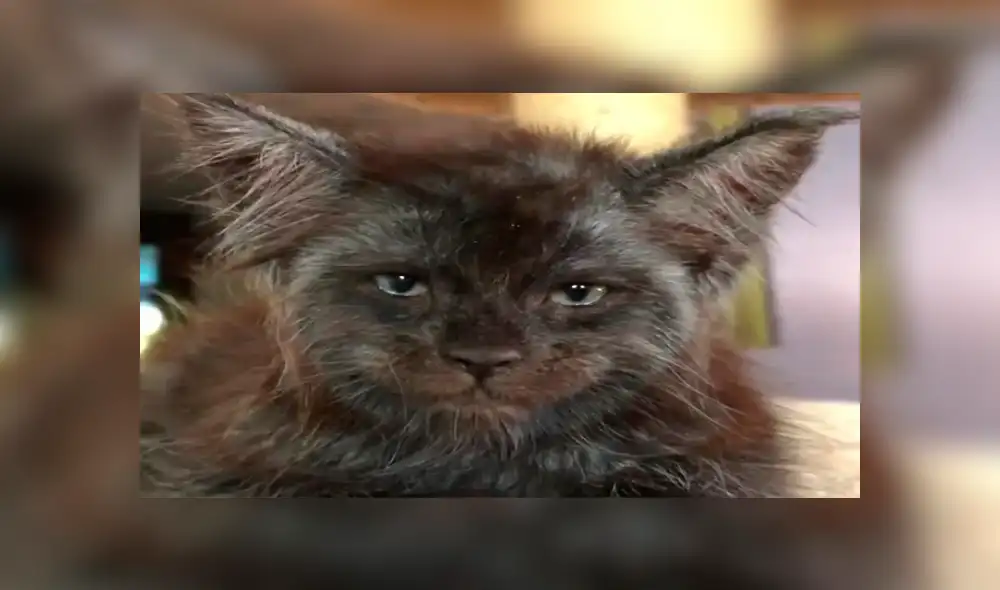 Conoce a Chimera, el gato con ‘rostro humano’, que causa sensación en las redes [FOTOS]