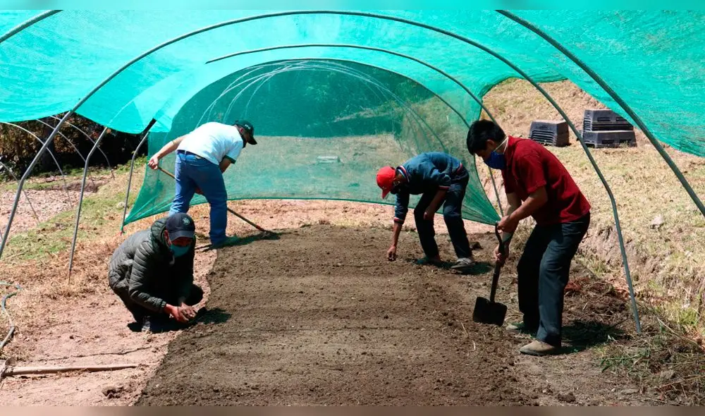 Instalación de huertos familiares en Cañaris
