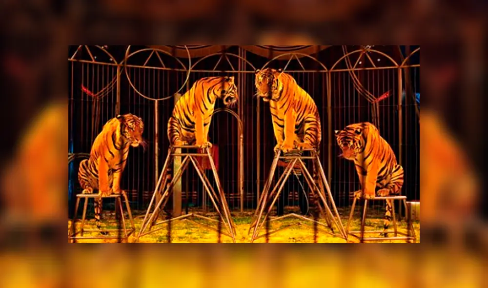 Circos y animales Circos y animales