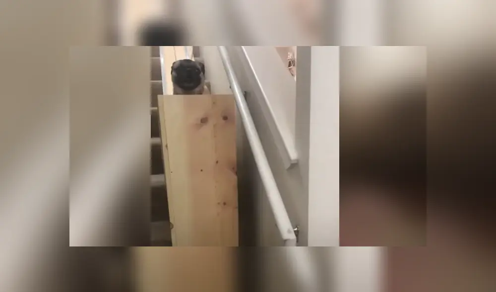 Una mujer decidió construir un salvaescalera para que sus perros puedan transportarse con facilidad. Foto: YouTube