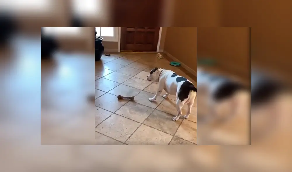 Desliza las imágenes hacia la izquierda para apreciar la conmovedora escena de un perro tras recibir una sorpresa de su amo. Desliza las imágenes hacia la izquierda para apreciar la conmovedora escena de un perro tras recibir una sorpresa de su amo.