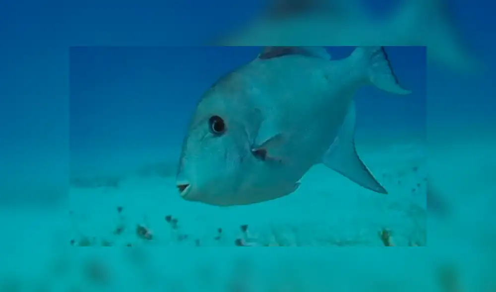 Cuando son sorprendidos por uno de sus depredadores, un pez ballesta. Foto: BBC Earth Cuando son sorprendidos por uno de sus depredadores, un pez ballesta. Foto: BBC Earth