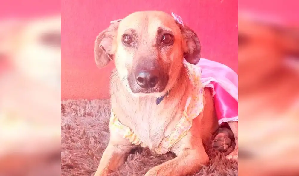 Desliza las imágenes para conocer el final feliz que consiguió una perrita llamada Cati tras ser adoptada. Foto: Misiones Online/ Referencial Desliza las imágenes para conocer el final feliz que consiguió una perrita llamada Cati tras ser adoptada. Foto: Misiones Online/ Referencial