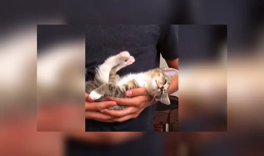 Desliza las imágenes hacia la izquierda para conocer el curioso comportamiento de un gato al estar cerca de su dueño.