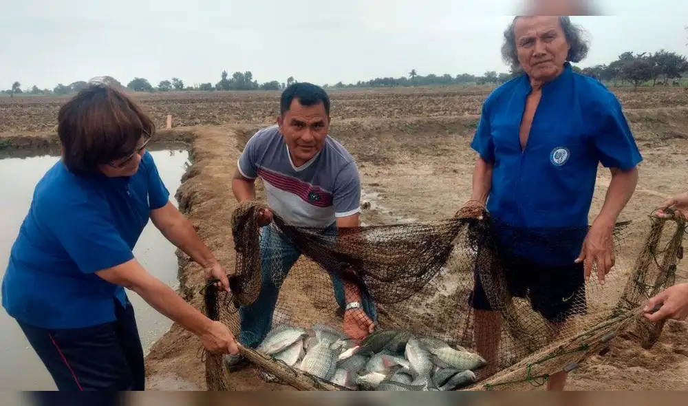 Lambayeque: producción acuícola se incrementó en 193% Lambayeque: producción acuícola se incrementó en 193%