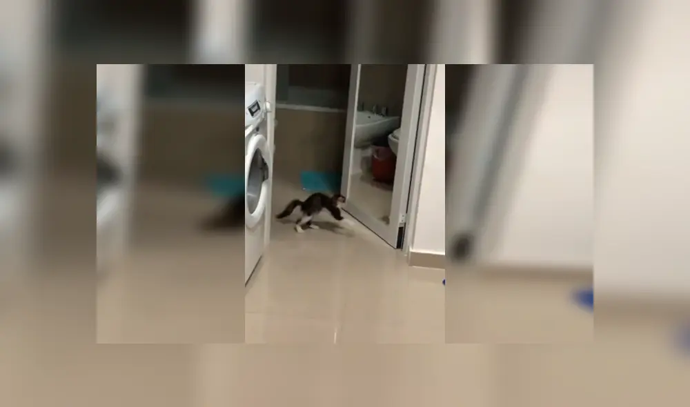 Desliza las imágenes hacia la izquierda para apreciar el divertido enfrentamiento de una gata con su propio reflejo.