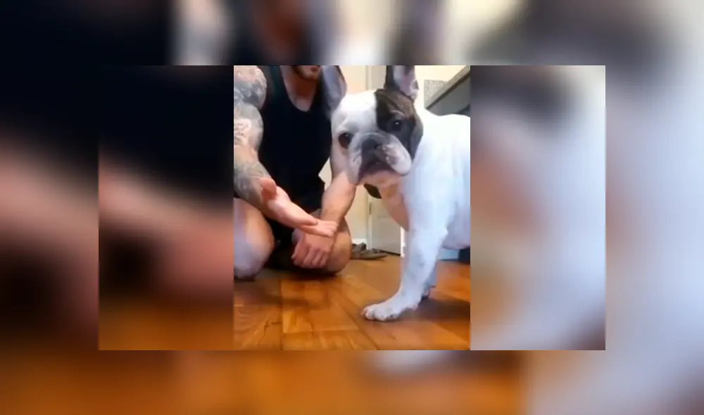 Desliza las imágenes para observar el singular comportamiento de un perro al notar el truco de magia de su dueño. Foto: Captura. Desliza las imágenes para observar el singular comportamiento de un perro al notar el truco de magia de su dueño. Foto: Captura.