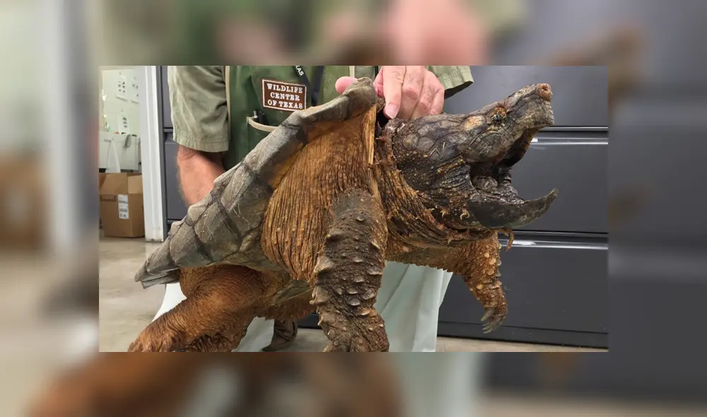 Así luce una tortuga mordedora. Foto: Captura.