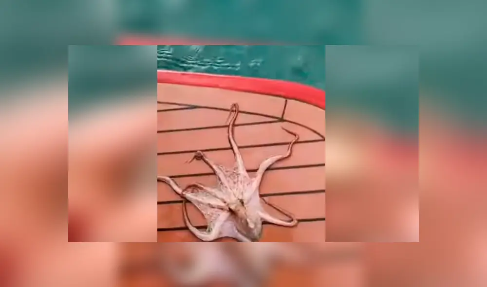 Un pescador se llevó una aterradora sorpresa al encontrarse una misteriosa piedra en una bahía. Un pescador se llevó una aterradora sorpresa al encontrarse una misteriosa piedra en una bahía.