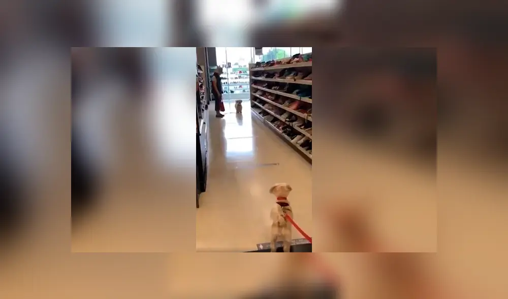 Desliza las imágenes para observar la amorosa escena de dos perros que se volvieron a ver después de un largo tiempo. Fotocaptura: Facebook. Desliza las imágenes para observar la amorosa escena de dos perros que se volvieron a ver después de un largo tiempo. Fotocaptura: Facebook.