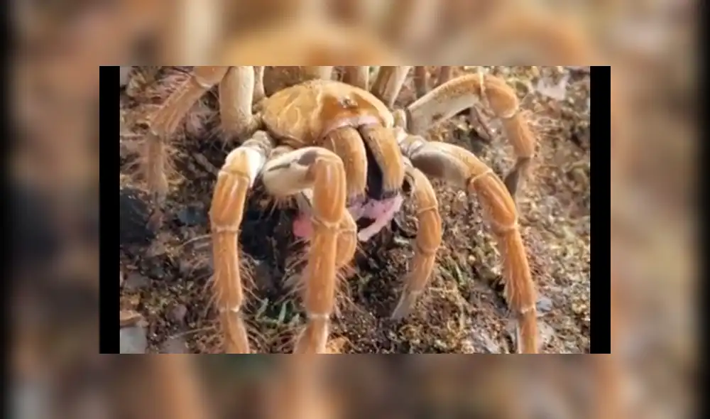 Facebook: mujer le ofrece ratón bebé a su tarántula y esta lo devora sin piedad [VIDEO]