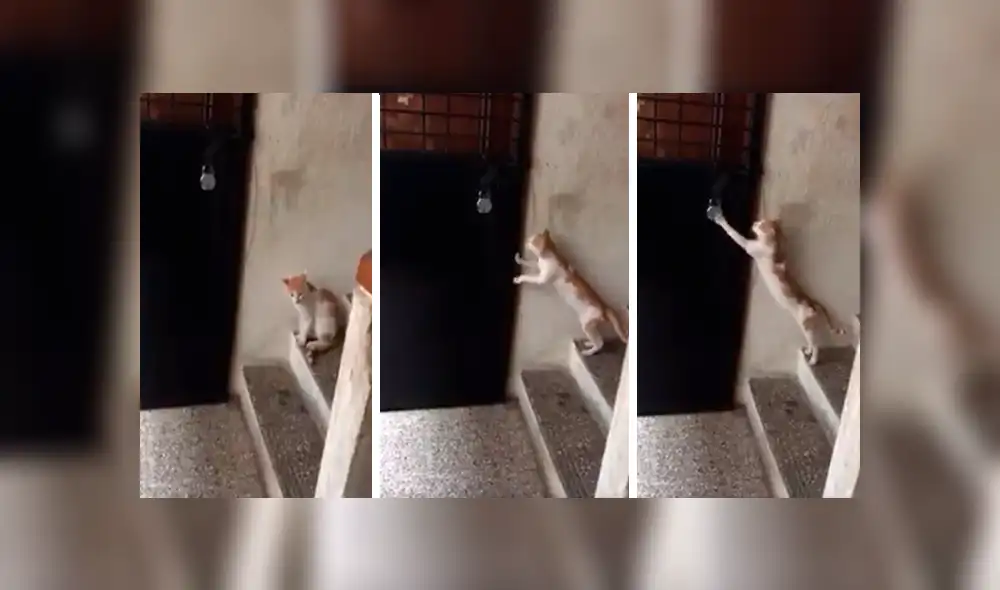 En Facebook, gato aprovechó la distracción de su dueño para escapar de casa, pero recibió un duro castigo. En Facebook, gato aprovechó la distracción de su dueño para escapar de casa, pero recibió un duro castigo.