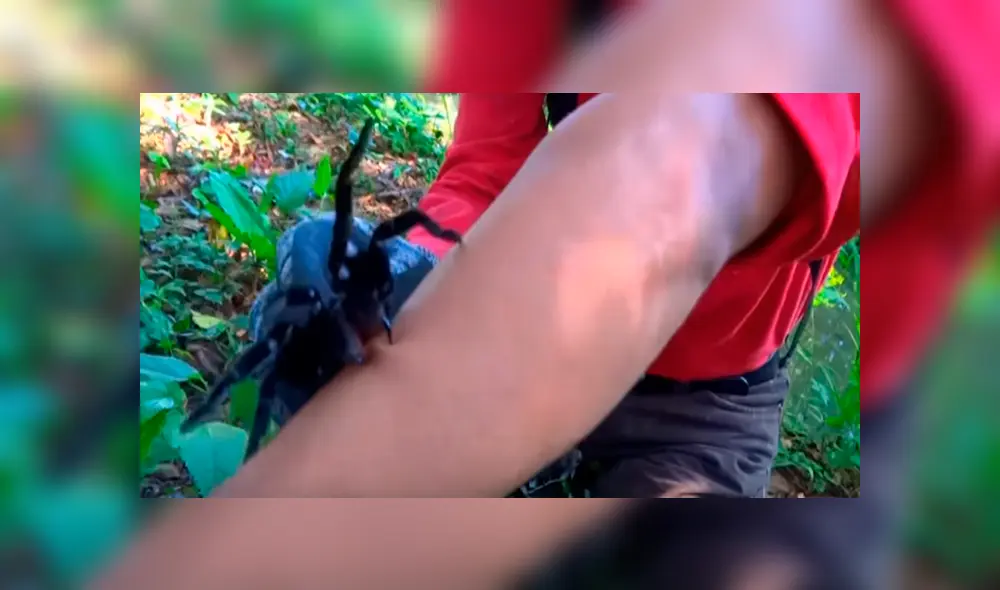 Desliza hacia la izquierda para ver el momento en que la tarántula ataca al joven del video de YouTube.