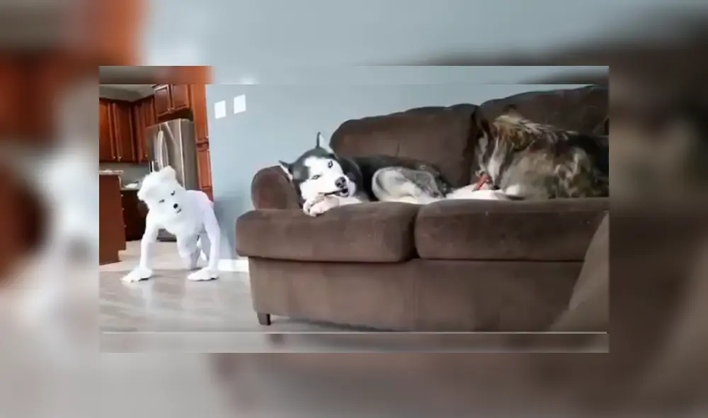 Vía Facebook. Hombre quiso sorprender a sus perros vistiéndose como una de ellos, pero fue él quien se llevó una sorpresa con la peculiar conducta de uno de sus canes. Vía Facebook. Hombre quiso sorprender a sus perros vistiéndose como una de ellos, pero fue él quien se llevó una sorpresa con la peculiar conducta de uno de sus canes.