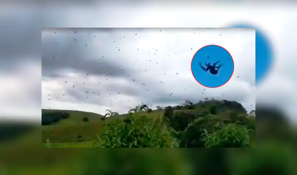 YouTube viral: plaga de insectos 'cae del cielo' y usuarios piensan que el apocalipsis llegó [VIDEO]