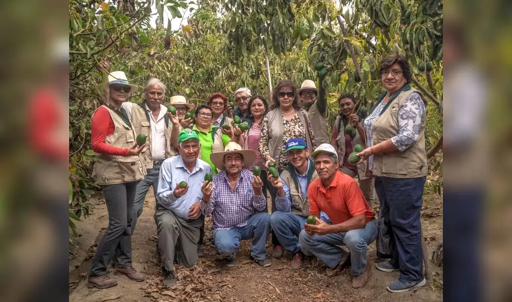 Minagri: Productores arequipeños cuadruplicaron su producción de palta hass
