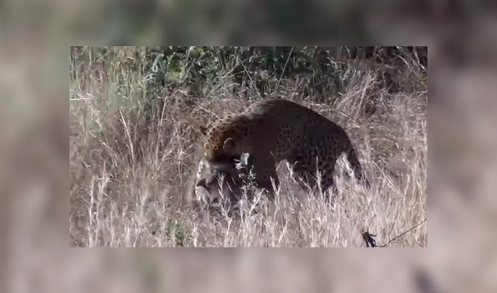 YouTube viral: leopardo lucha a muerte con rival, sin imaginar que su presa se le escaparía [VIDEO] 