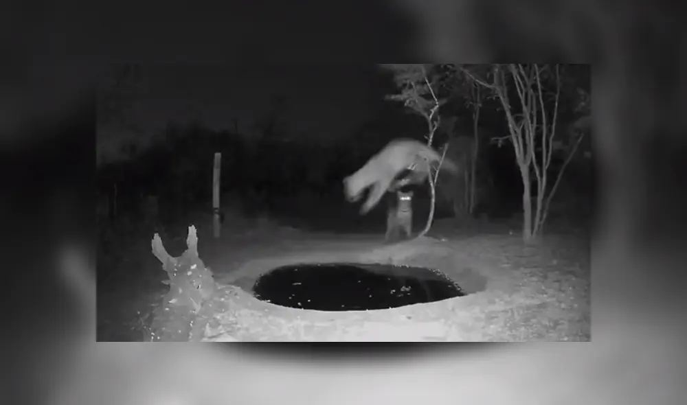 Un leopardo tuno una divertida reacción al ser asustado por otro animal de su misma especie. Foto: YouTube Un leopardo tuno una divertida reacción al ser asustado por otro animal de su misma especie. Foto: YouTube