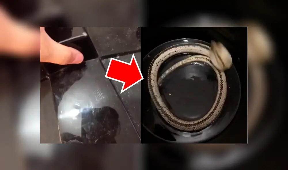 Mujer escucha misteriosos sonidos dentro de bidón de agua, lo revisa y descubre letal criatura. Mujer escucha misteriosos sonidos dentro de bidón de agua, lo revisa y descubre letal criatura.