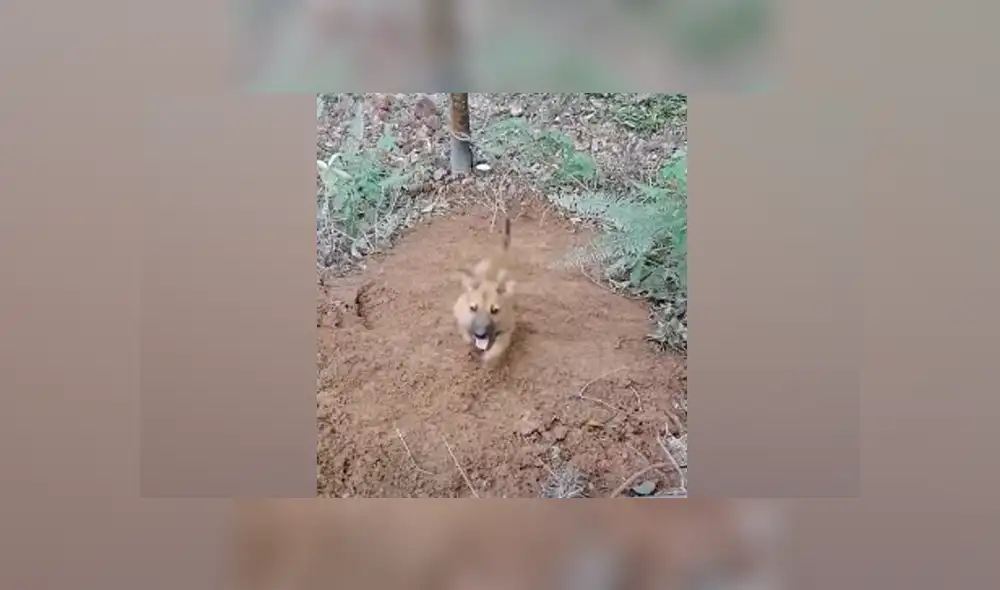 Desliza hacia la izquierda para ver las imágenes del viral de YouTube. Foto: Captura.