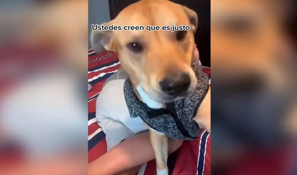 Desliza las imágenes para apreciar la inesperada reacción de un perro cuando le intenta llamar la atención a su dueño. Foto: captura de YouTube