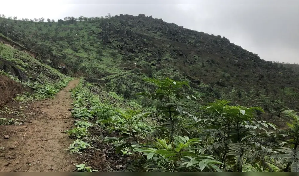 Los visitantes caminarán junto a un guía turístico.