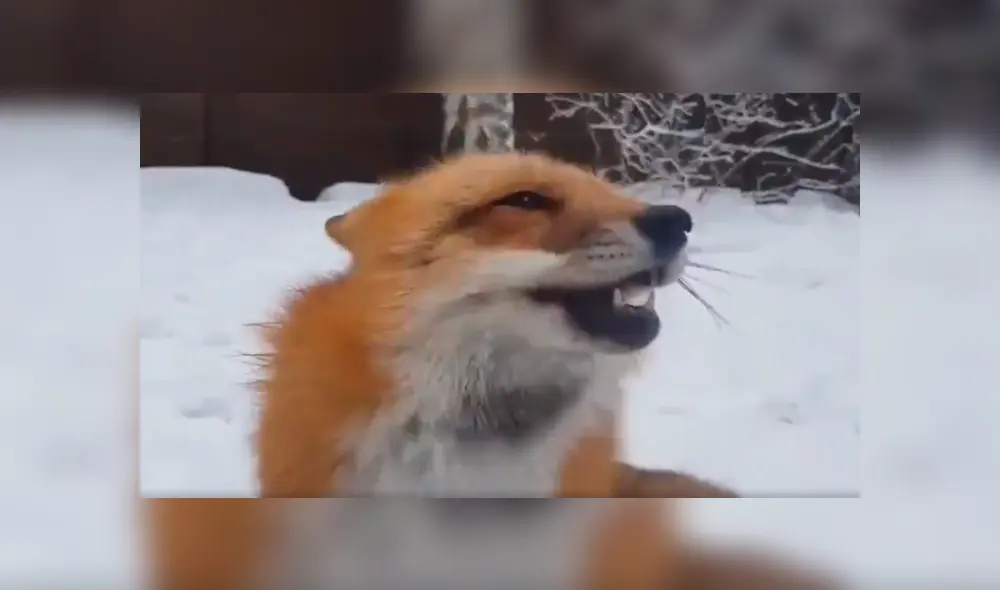 En YouTube, una chica se aproximó a un peligroso zorro para tomar una foto y ocurrió lo inesperado.