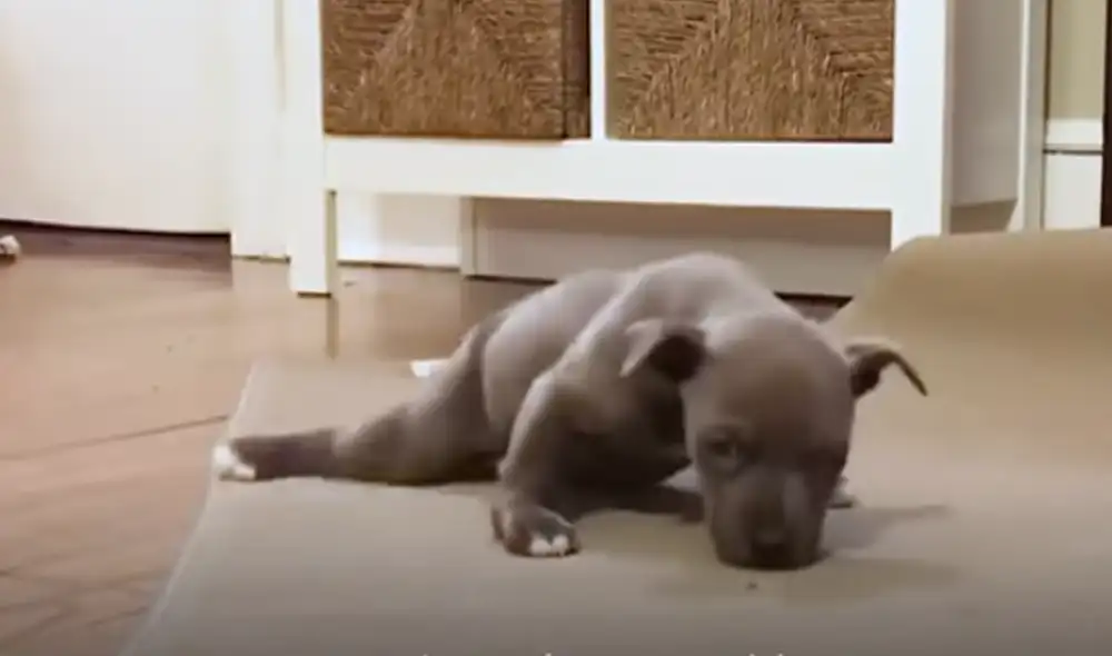 Desliza hacia la izquierda para ver las imágenes del viral de YouTube. Foto: El Dodo.