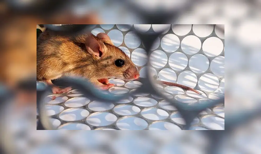 Argentina en alerta por el Hantavirus, ya que mata “de un día para otro” Argentina en alerta por el Hantavirus, ya que mata “de un día para otro”