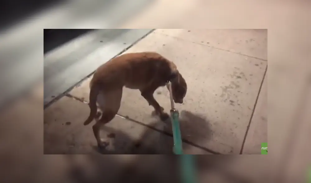 Desliza hacia la izquierda para ver la tierna escena del video viral de YouTube. Desliza hacia la izquierda para ver la tierna escena del video viral de YouTube.