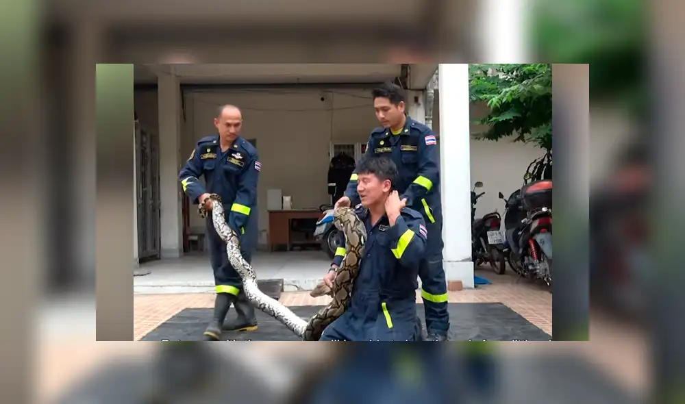 YouTube viral: Bombero es atacado por enorme pitón mientras hacía su show en vivo [VIDEO] 