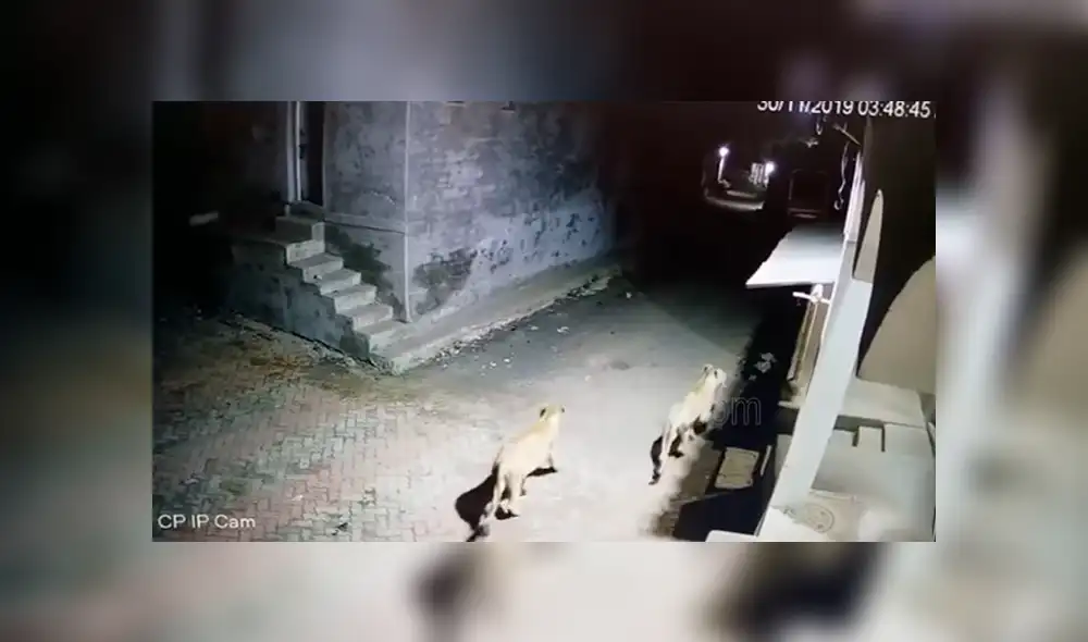 YouTube viral: cámara de seguridad capta el feroz ataque de leonas cazadoras en medio de una ciudad YouTube viral: cámara de seguridad capta el feroz ataque de leonas cazadoras en medio de una ciudad