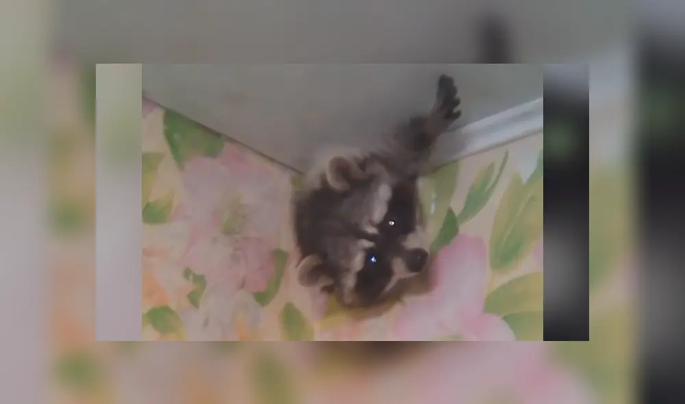 El animal de 15 kilos quedó atascado debido a ciertos impedimentos físicos, por lo que el joven se compadeció de él y le dio un poco de comida. Foto: captura